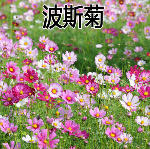 四季高杆矮秆混色波斯菊种子