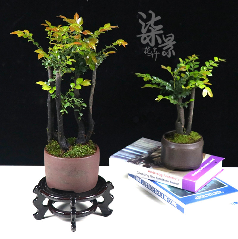 黑骨茶盆栽小叶紫檀树苗紫檀树桩盆景室内阳台盆栽花卉四季常青