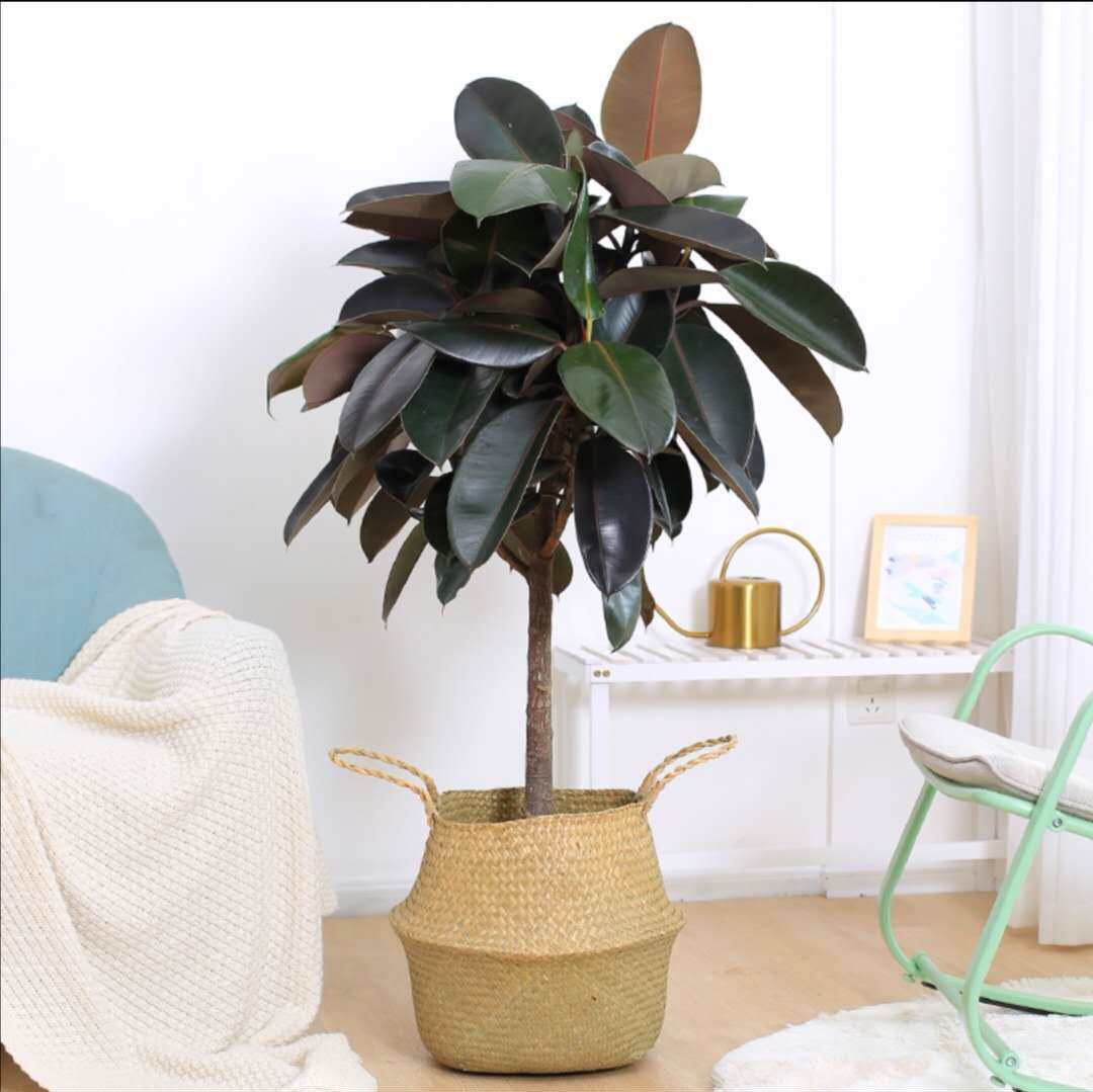 橡皮树室内客厅大型观赏植物吸甲醛绿植橡胶树好养易成活黑金刚树