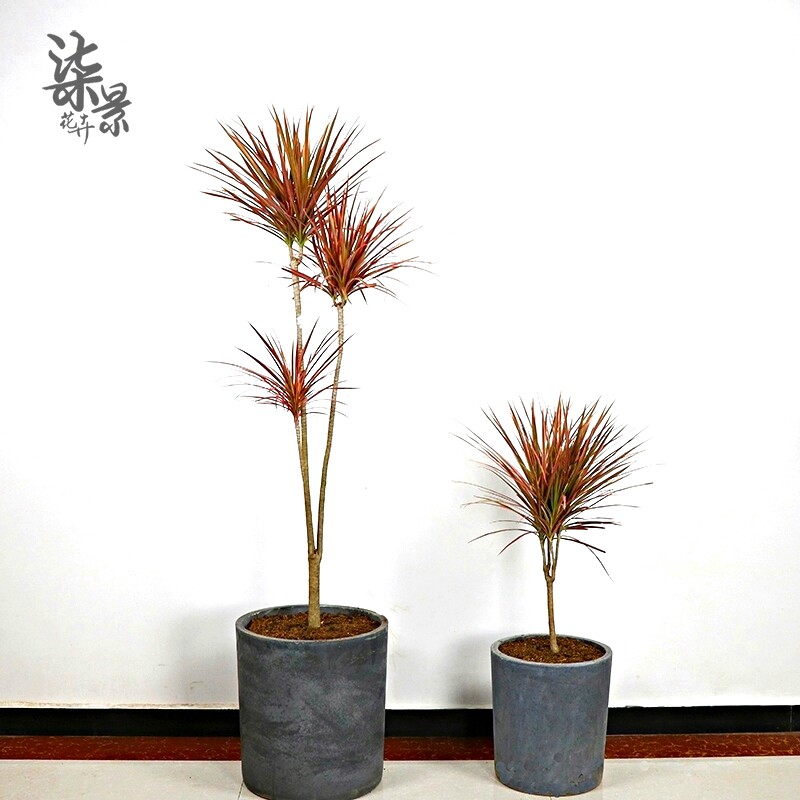 七彩铁盆栽 七彩马尾铁 七彩铁树苗 三色龙血树 红竹观叶植物