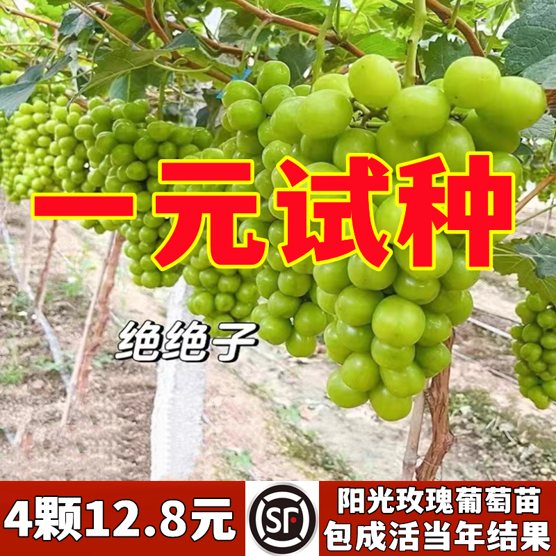 特大阳光玫瑰葡萄树苖无核巨峰葡萄苗南方北方四季种植耐寒果树苗