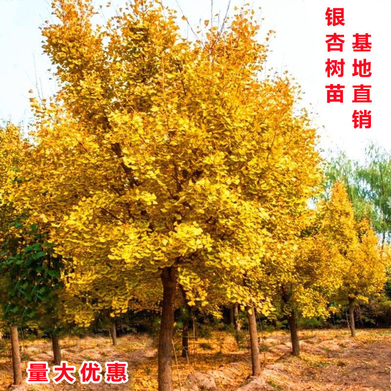 植物花卉大全院子金叶银杏树活苗室外树苗大树庭院风景树大型