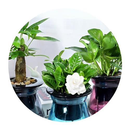 碧公电脑宝e贝桌植盆栽发财树绿萝玻璃水培植物办玉室内绿面小盆