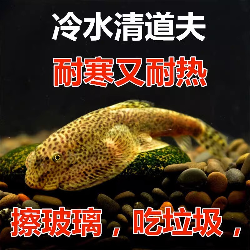 黄金螺观赏黑金刚河蚌专吃鱼屎粪便的食藻苹果青苔清洁缸除藻冷淡