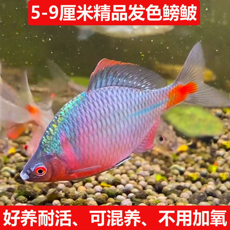 七彩高体鳑鲏鱼观赏鱼