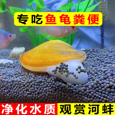 观赏黄金小河蚌专吃鱼屎粪便净水河蚬淡螺鲜活物黑金刚贝壳苗活体