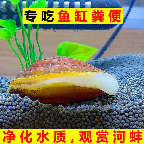 黄金鳑鲏净水迷你大河活物鱼缸