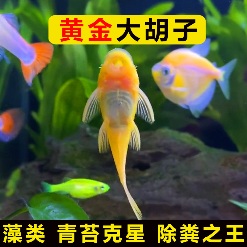 专吃鱼屎粪便的河蚌黄金螺观赏黑金刚食藻苹果青苔清洁缸除藻冷淡