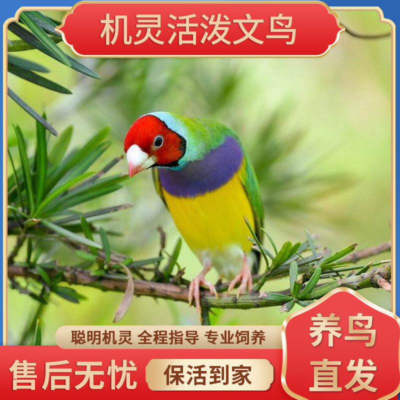 靓宠异族宠物鸟养殖场直发