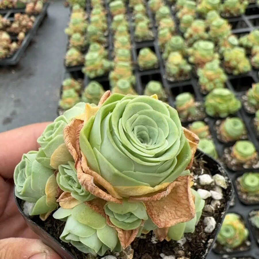 山地玫瑰鸡蛋小情书耶罗酒杯群生多头桌面窗台盆栽多肉植物仙人掌