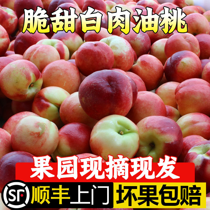 现摘农家新鲜大油桃顺丰包邮