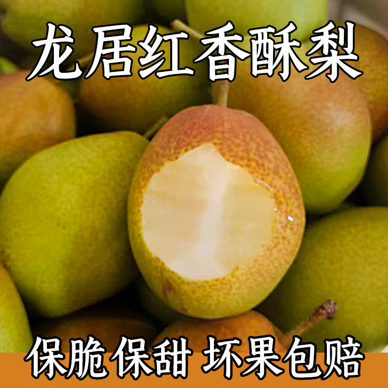 山西运城龙居红香酥梨现货当季新鲜水果母梨大果青香梨子批发整箱