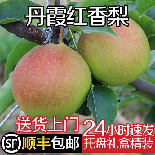 山西运城丹霞红香水梨顺丰包邮