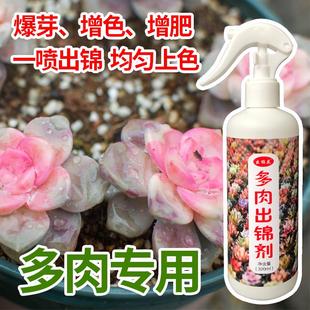 金枝玉叶出锦药专用增红变色剂多肉增色变红免稀释营养液