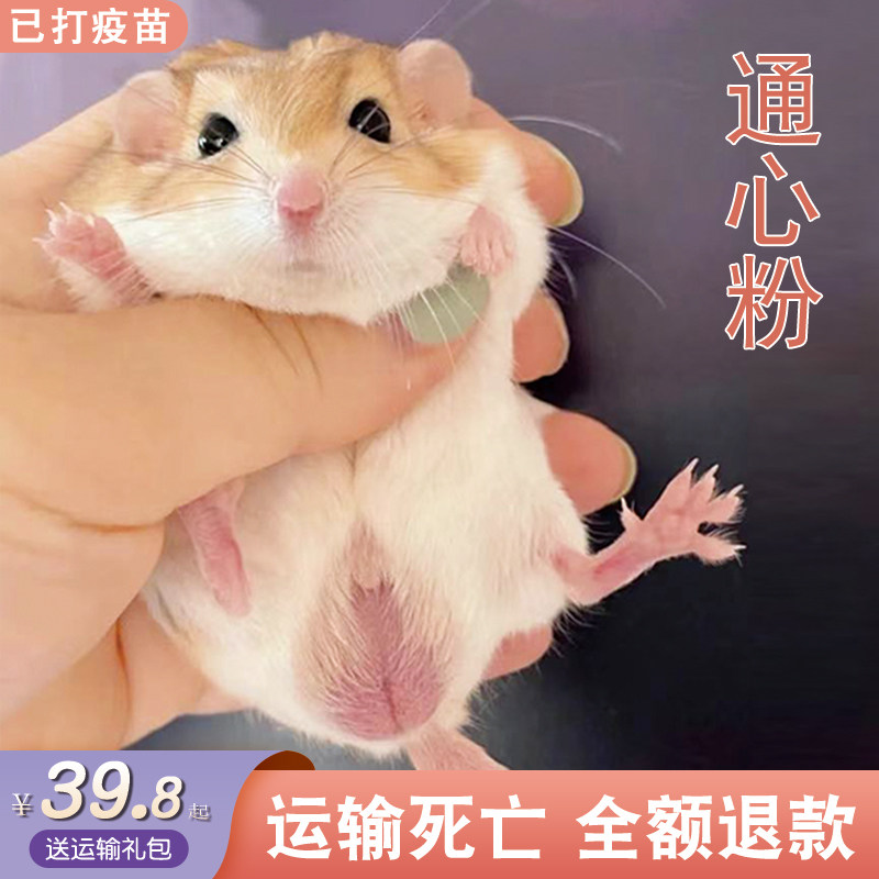 通心粉鼠活物送笼子幼崽北非肥尾沙鼠宿舍网红小宠物鼠包活家养
