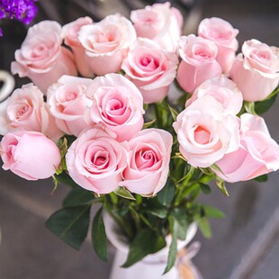 速发花荔枝 月季粉四大花浓香开花粉色玫瑰花苗季盆栽花卉欧月小