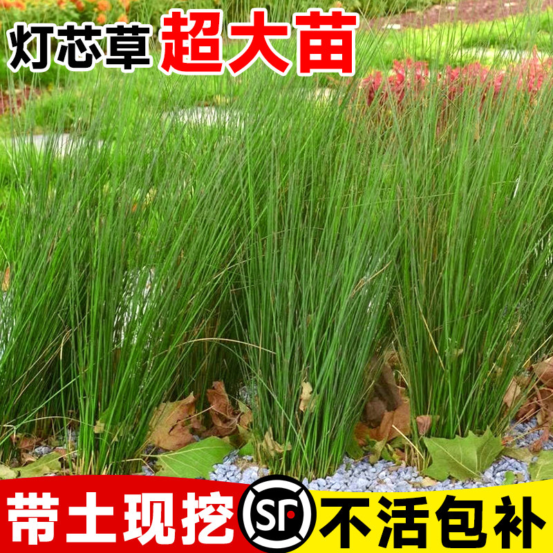 速发灯心草苗灯芯草庭栽植物季须草中草药室内外盆院四龙常青带盆
