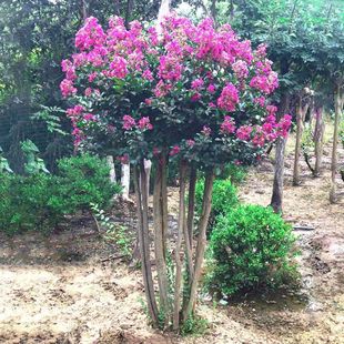 紫薇树苗红火箭天鹅绒红花丛生紫薇庭院花卉四季盆栽绿化工程