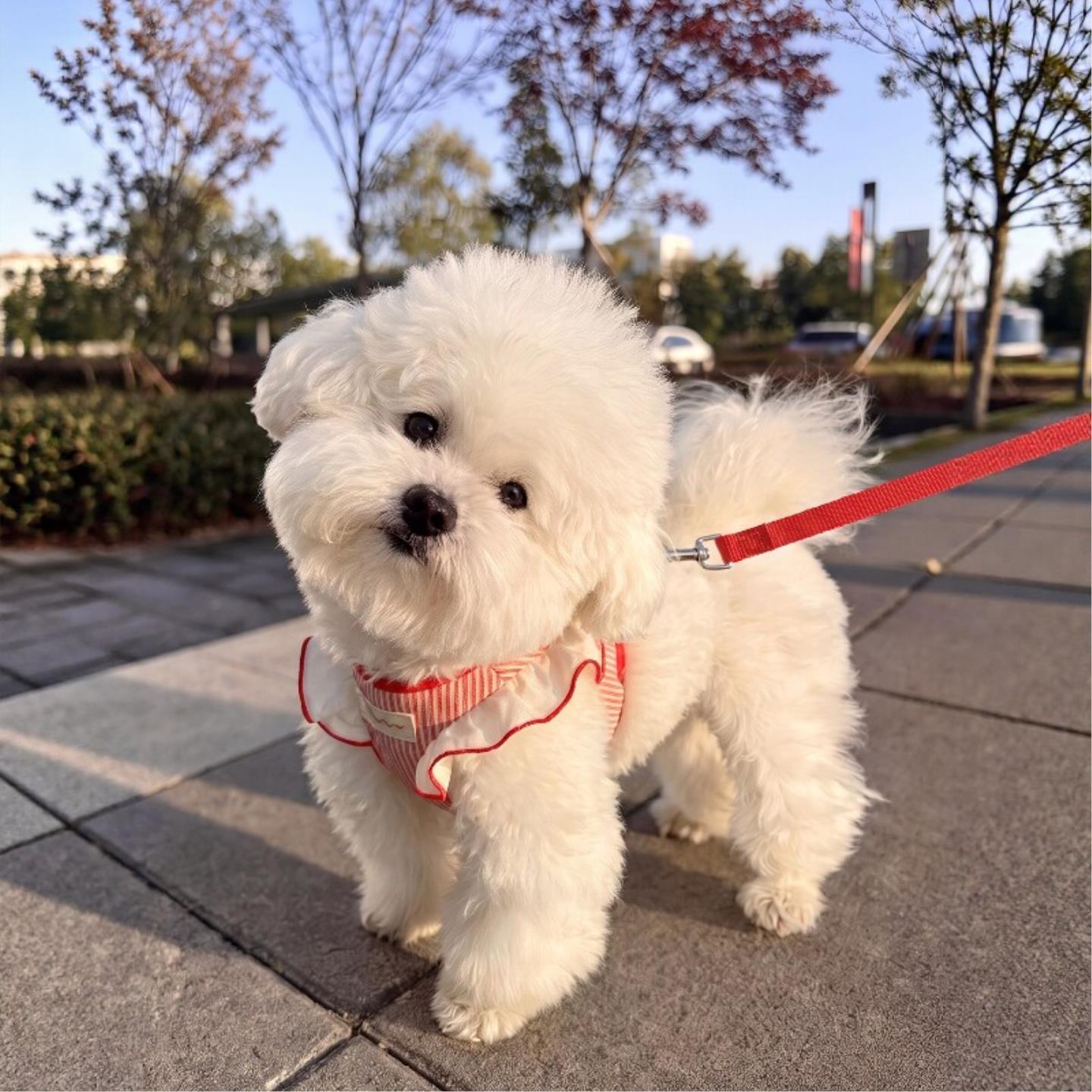 狗牵引绳宠物胸背遛狗绳中小型犬背带比熊泰迪夏天透气新款防挣脱