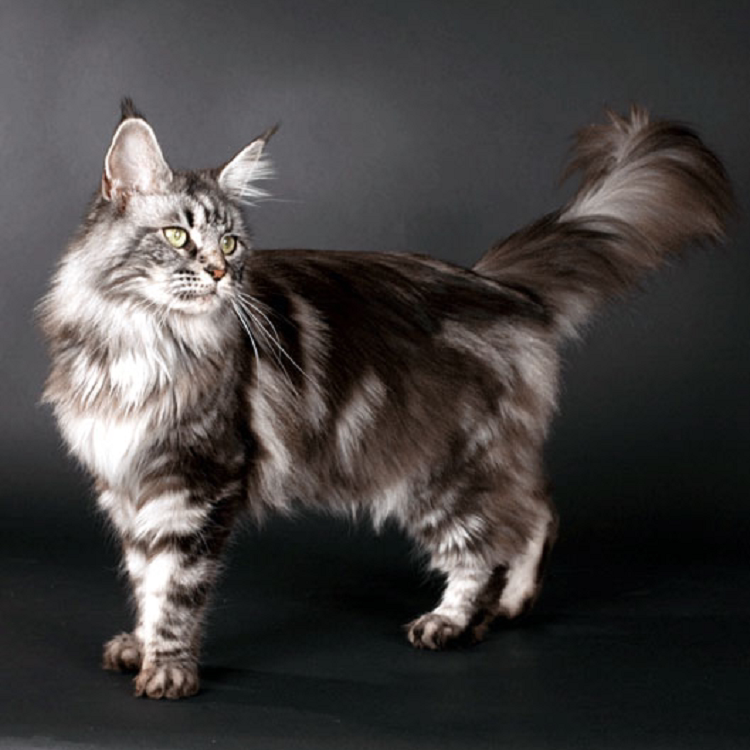 宠物猫咪活体纯种缅因猫幼猫 巨型大型大体猫 缅因库恩猫幼猫
