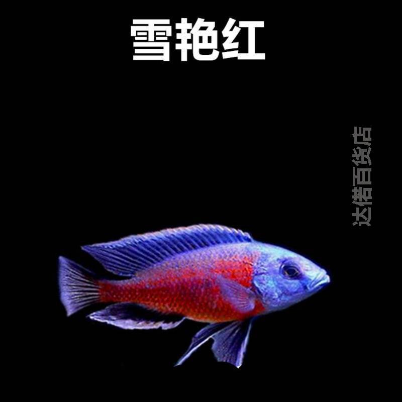 热帯观赏鱼活体三湖慈鲷马鲷活非洲黑线王子小型凶猛肉食观赏淡水