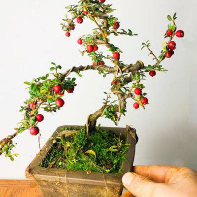 荀子老桩白花云南盆景米叶珍珠米叶结红果包邮开花植物不落叶常绿