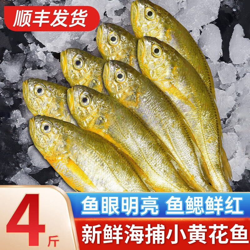 东海小黄花鱼新货鲜冻冷冻烧烤专用冰鲜野生深海鲜活黄鱼整箱商用