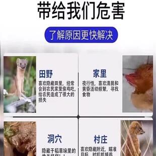 黄鼠和狼专用板鸡抗黄鼠和狼神器强力粘鼠魔毯击退黄鼠和狼的宿敌