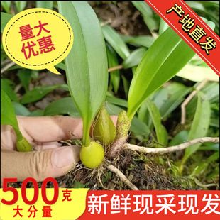 现采野石橄榄新鲜单叶生石仙桃小石枣岩珠果上叶广东炖汤煲汤材料