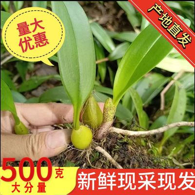 现采野石橄榄新鲜单叶生石仙桃小石枣岩珠果上叶广东炖汤煲汤材料