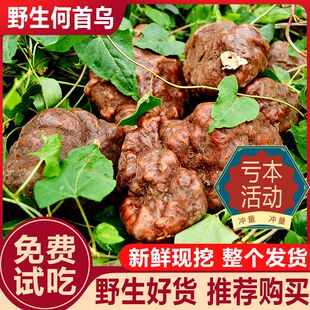 贵州新鲜野生黑何首乌新鲜生首乌首乌赤首乌血首乌正品药材500克