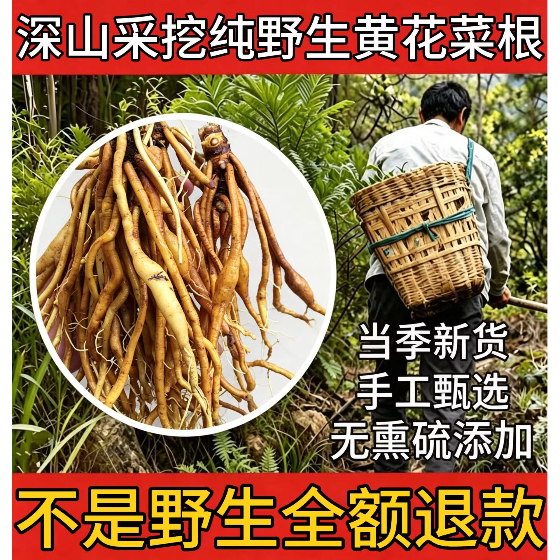野生新鲜黄花菜根整条天然煲炖汤图片