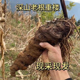 正宗云南重楼新鲜七叶一枝花一等品大重楼七叶一枝花新鲜重楼野货