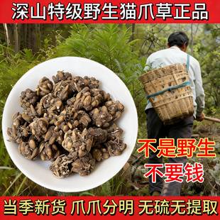 纯野生猫爪草药材正宗水洗新货无硫搭配蒲公英夏枯草山慈菇茶正品