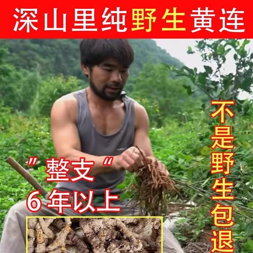 【真野生】今年新货老川黄连250g