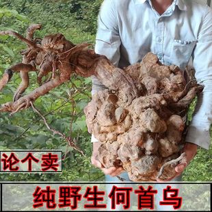 野生老何首乌新鲜现货500g包邮整颗脱掉生发白头发变黑发泡茶煲汤