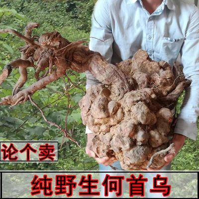 【真野生】40年以上新鲜老何首乌