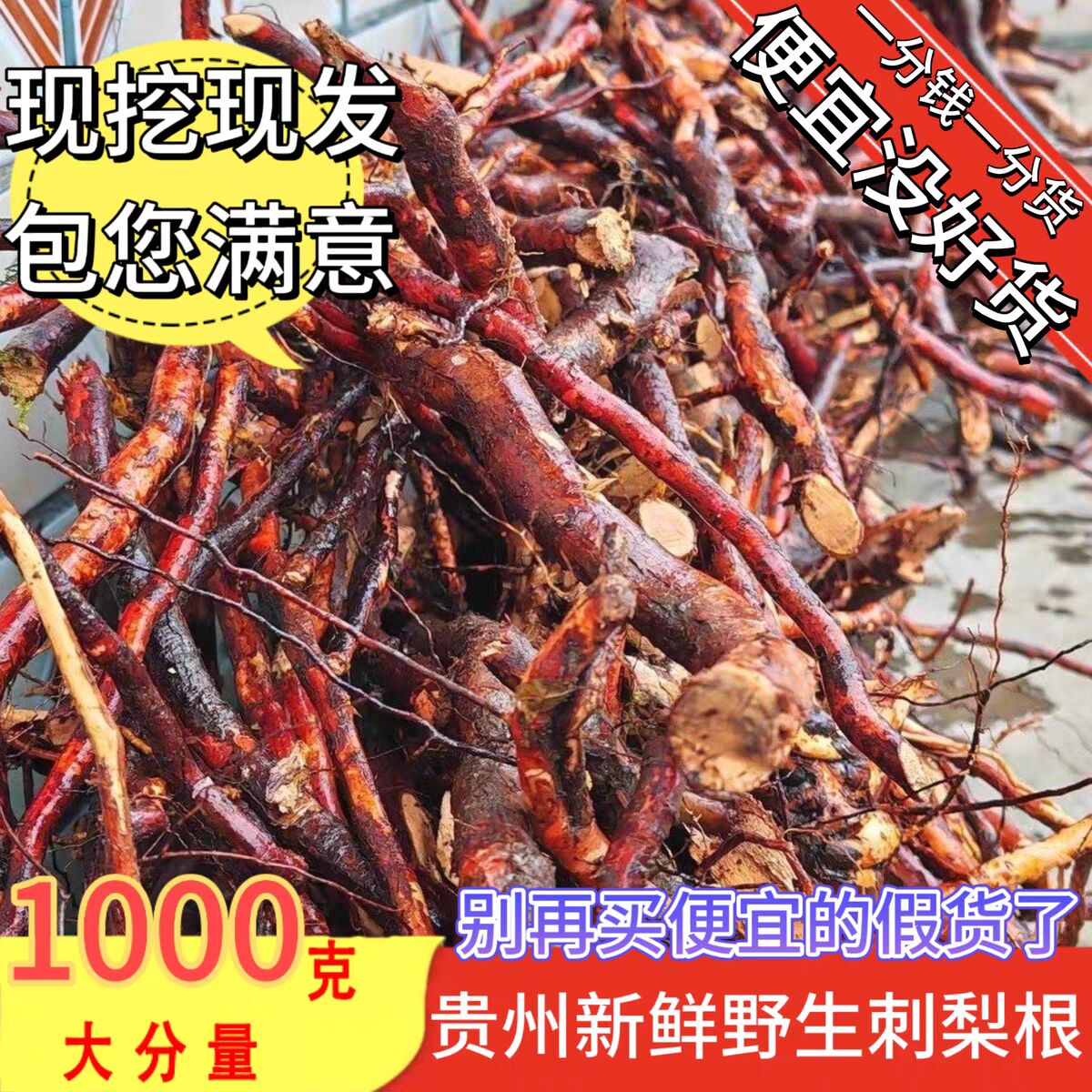 【真野生】现挖现发老刺梨根正品