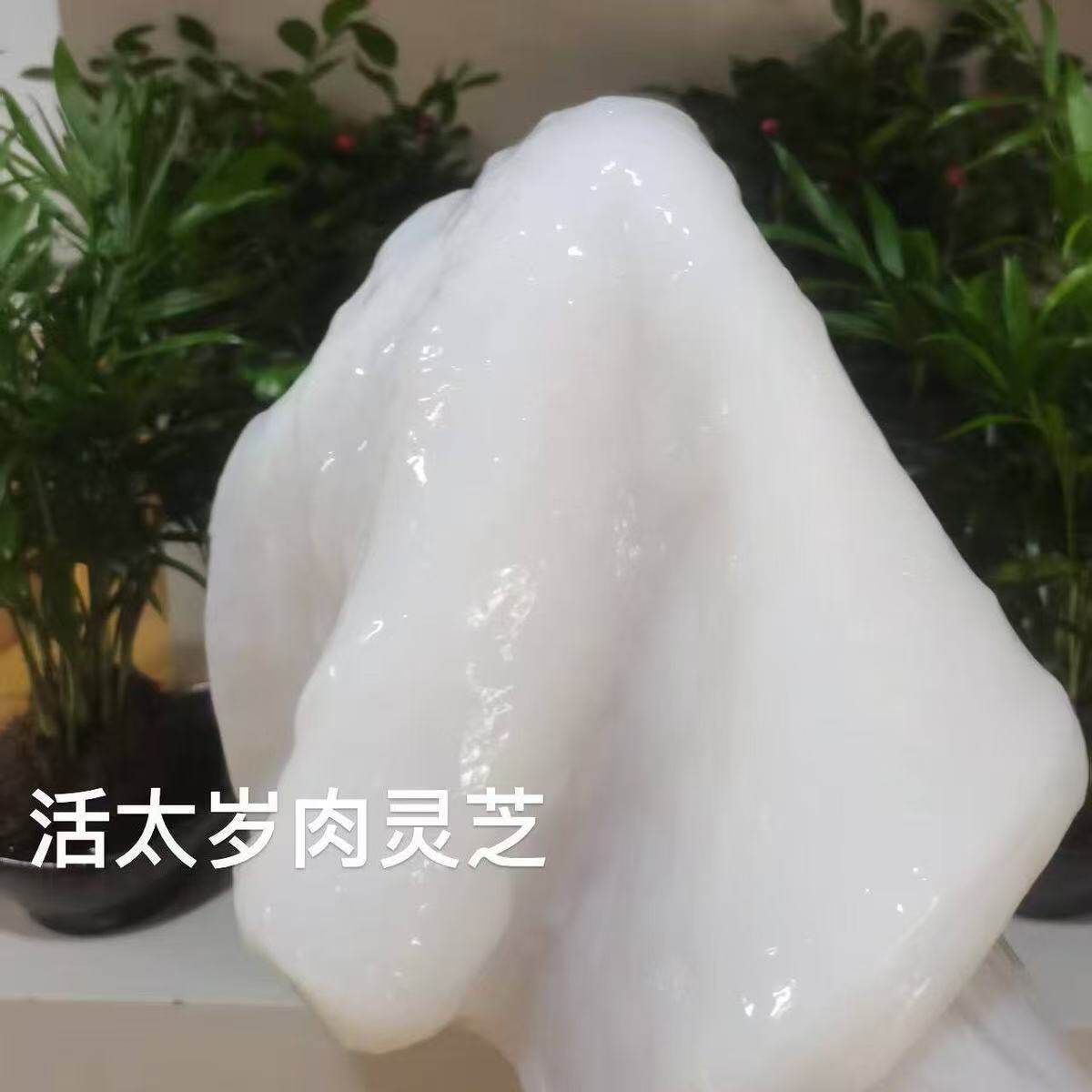 纯天然太岁肉灵芝 保真 精品现切精选整块 泡水 可食用包养活