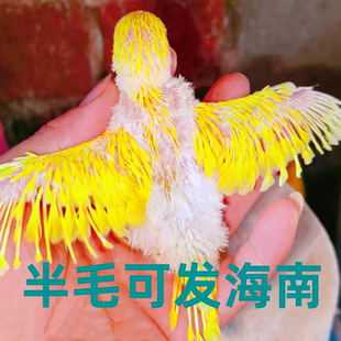 大头虎皮鹦鹉半毛雏鸟幼鸟活鸟手养鸟会说话亲人上手金彩双显纯种