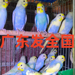 国血大头虎皮鹦鹉活鸟会说话手养双金彩半毛幼雏鸟成年种鸟可繁殖