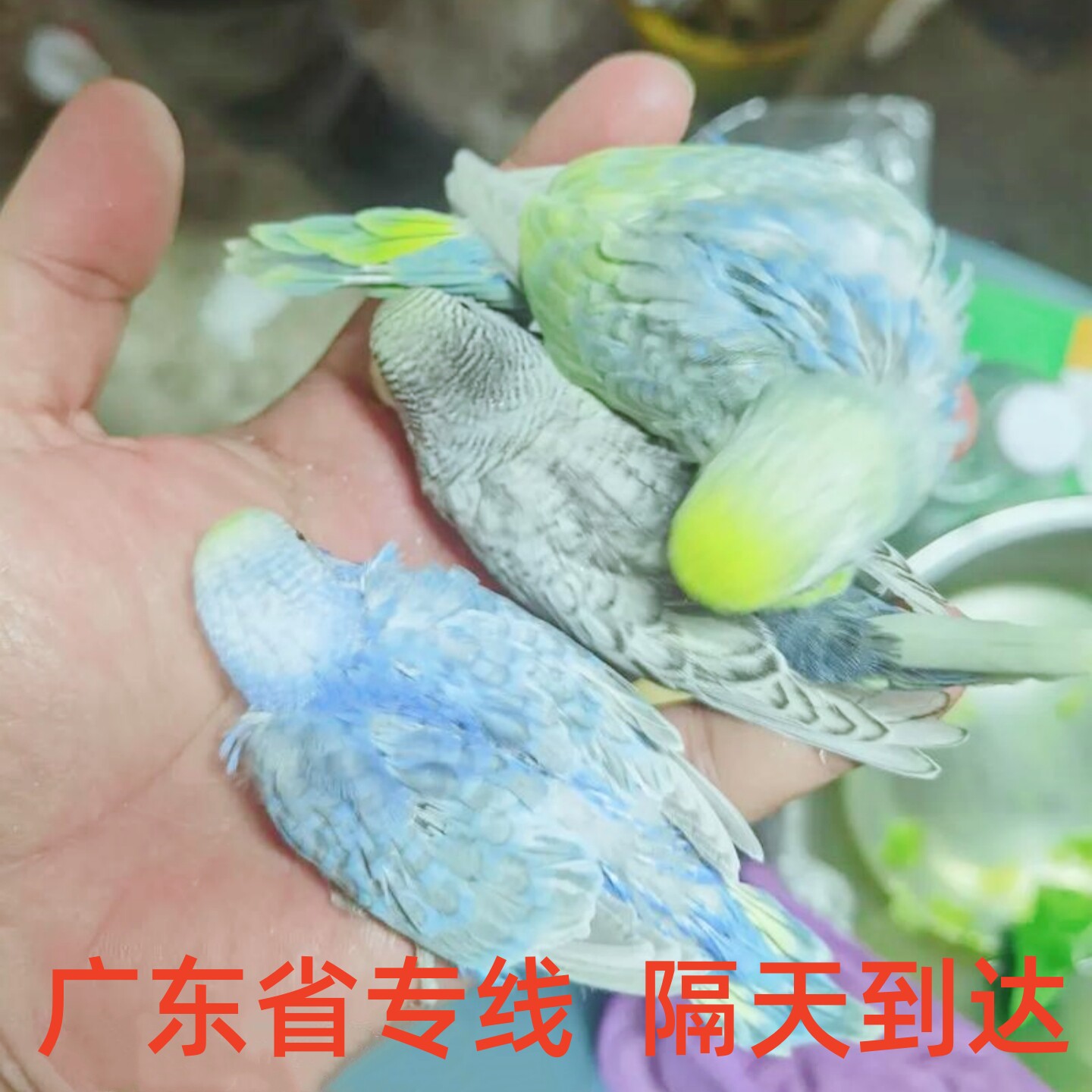 大头虎皮鹦鹉半毛雏鸟幼鸟活体纯手养鸟亲人双金彩双金双显会说话图片