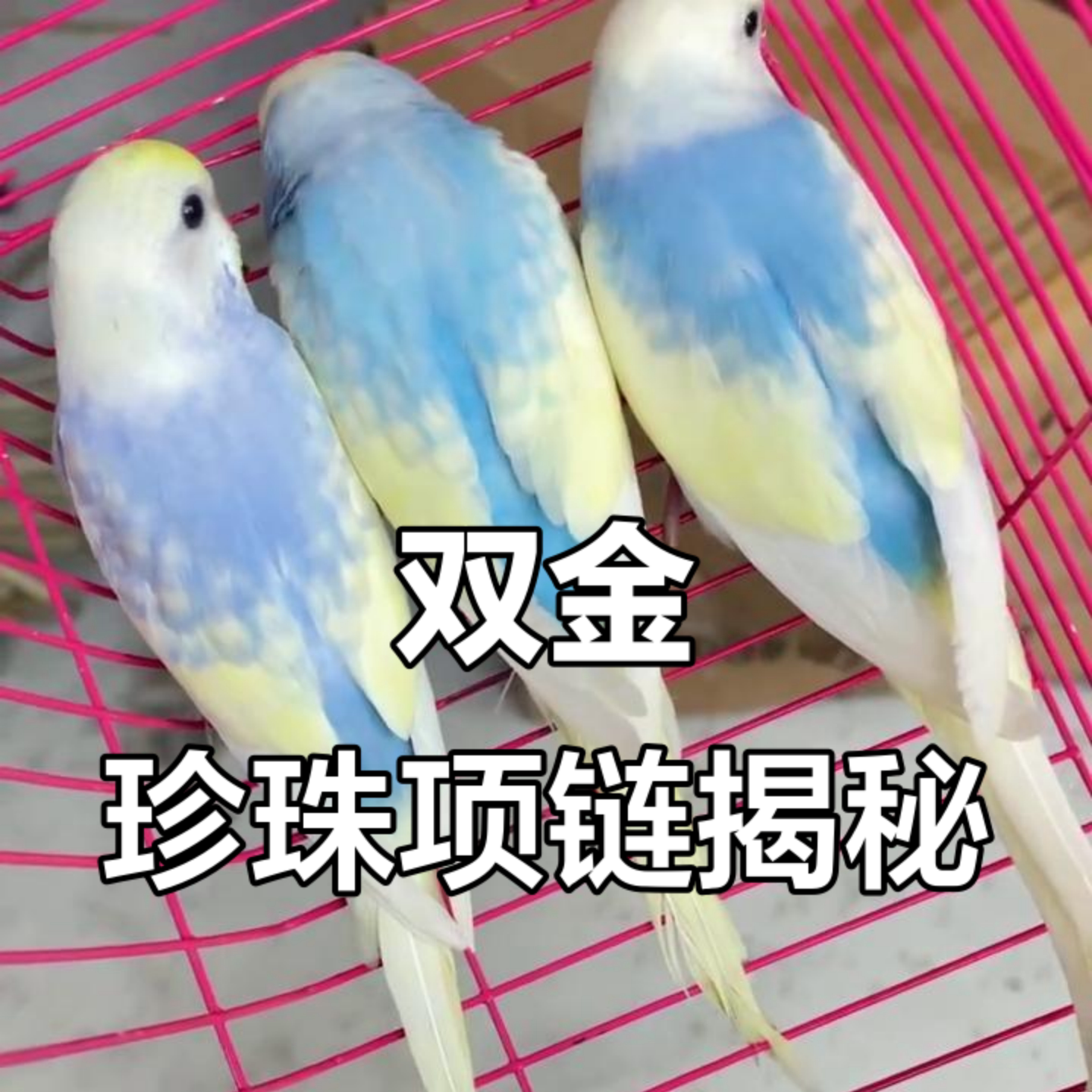 金彩大头虎皮鹦鹉活物体手养包活图片