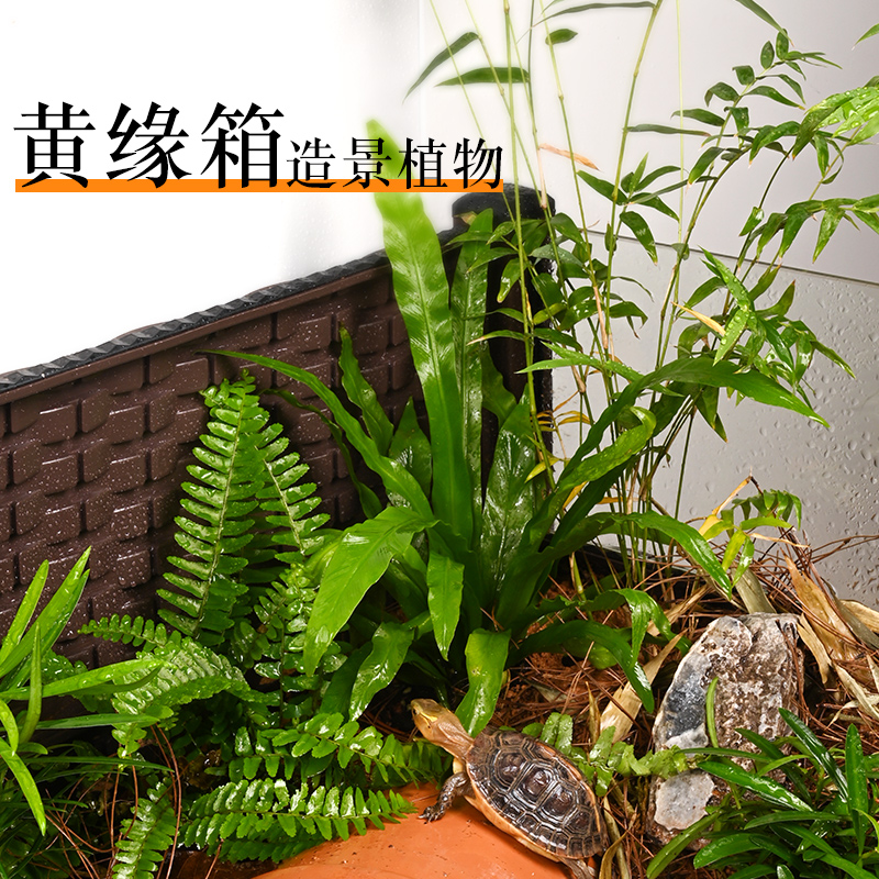 黄缘龟箱造景植物乌龟躲避真植物