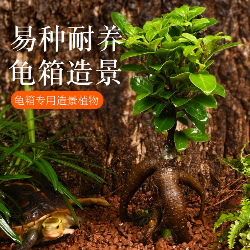 黄缘龟箱造景植物生态环境绿植