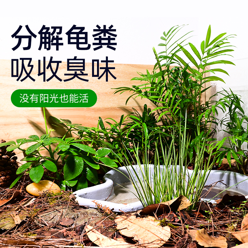 黄缘龟专用箱造景植物