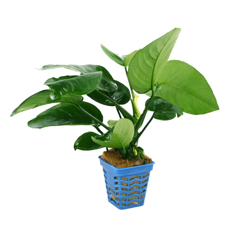 乌龟缸造景水草水培植物养龟专用水榕草鱼缸水草阴性真植物装饰用