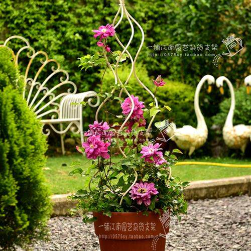 忖塑S型铁线莲月季架 旋转滕本植物爬藤架 可随意组合 4根起拍
