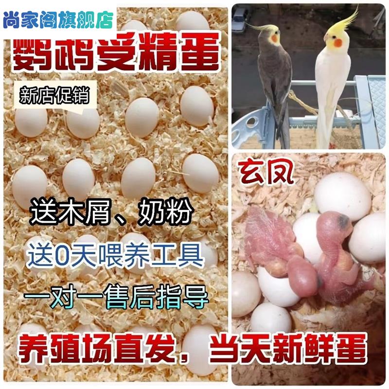 玄凤蛋鹦鹉受精蛋种蛋鹦鹉鸟蛋种蛋可人工孵化种蛋黄化玄凤受精蛋