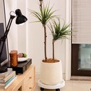 绿植花盆客厅家用大号带托盘龟背竹千年木百合竹天堂鸟非陶瓷花盆